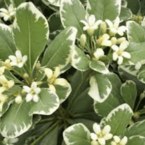 Pittosporum varigated